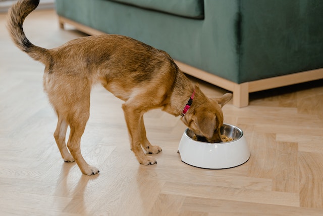 dog