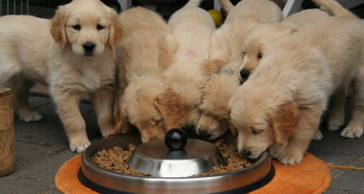 dogs